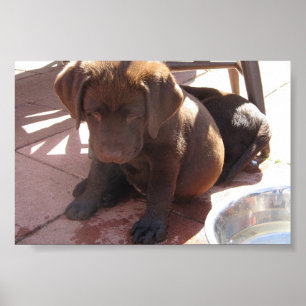 Póster Filhotes de cachorro de Labrador do chocolate