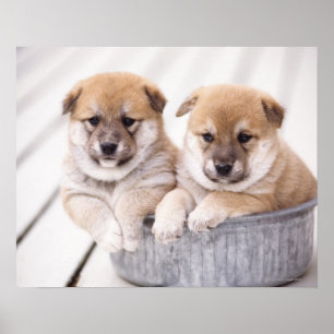 Poster Filhotes de cachorro de Shiba Inu na cuba de