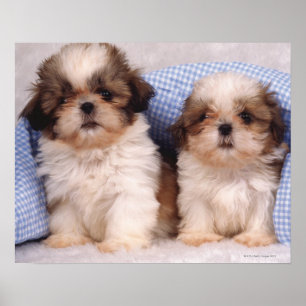 Póster Filhotes de cachorro de Shih Tzu sob uma cobertura
