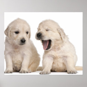Poster Filhotes de cachorro do golden retriever (4