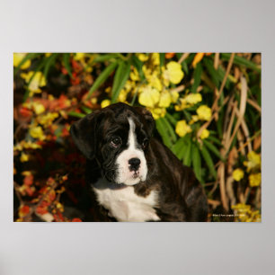 Poster Filhotes de cachorro do pugilista