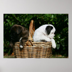 Poster Filhotes de cachorro do pugilista na cesta