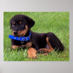 Poster filhotes de cachorro do rottweiler