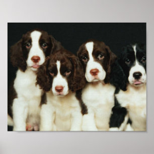 Poster Filhotes de cachorro do Spaniel de Springer inglê