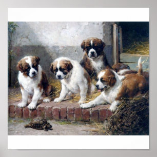 Póster Filhotes de cachorro e tartaruga de St Bernard