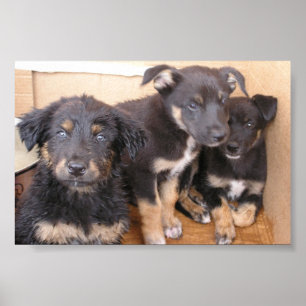Poster Filhotes de cachorro livres