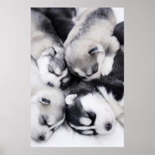 Póster filhotes de cachorro roncos bonitos