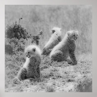 Póster Filhotes de Cheetah