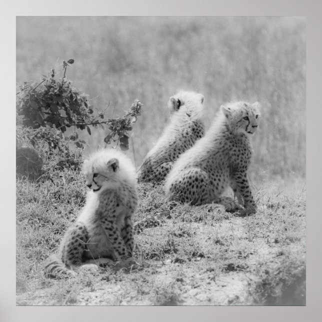 Póster Filhotes de Cheetah (Frente)