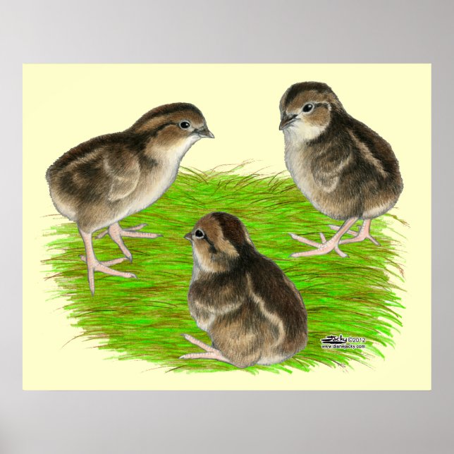 Póster Filhotes de Codorna Bobwhite (Frente)