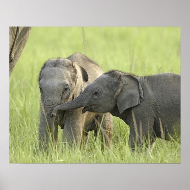 Póster Filhotes de Elefante Indiano / Asiático (Frente)
