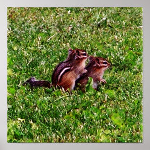 Póster Filhotes de Esquilos Primeiro Dia #6 Animal