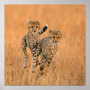 Poster Filhotes de Guepardos (Acinonyx Jubatus) Correndo