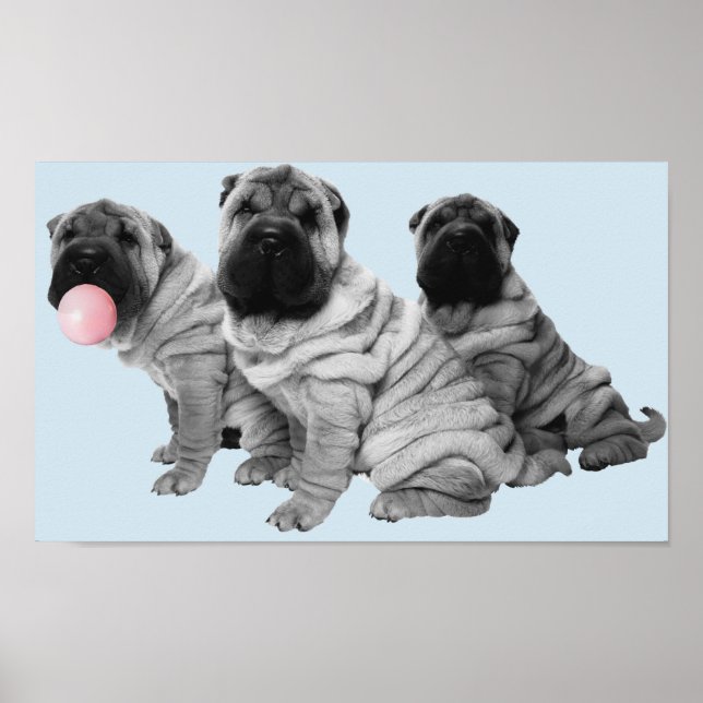Poster Filhotes de Shar Pei Pretos Brancos Chiclete Cacho (Frente)
