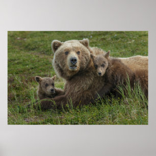 Poster Filhotes de Urso Pardo se Aconchegando com a Mãe
