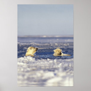 Póster Filhotes de urso polar brincando