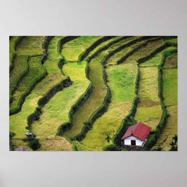 Poster Filipinas, Batad, vista elevada de arroz (Frente)