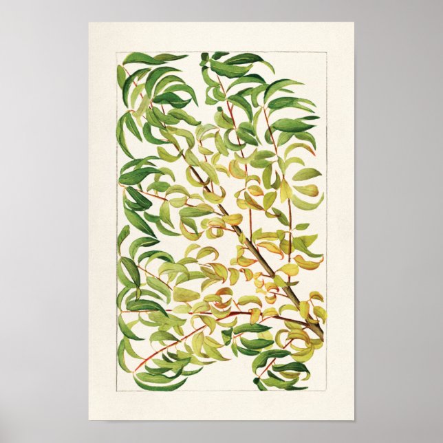 Poster Filtro de pêssego (Prunus Persica) (Frente)