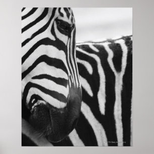 Poster Fim-acima da cara e do ombro da zebra