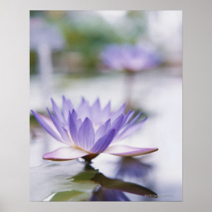 Póster Fim-Acima de um Água-Lírio roxo que flutua sobre