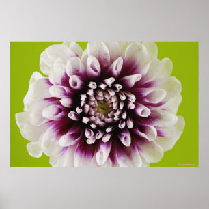 Póster Fim-acima de uma flor