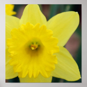 Póster Fim-acima do Daffodil