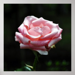 Póster Fim-acima do rosa do rosa