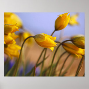 Póster Fim-acima dos daffodils