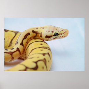 Poster Fim amarelo do pitão da bola acima
