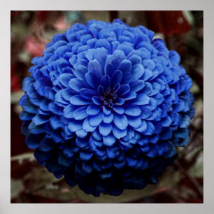 Póster Fim azul da flor acima da foto