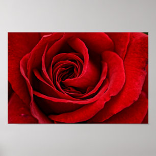 Póster Fim brilhante da rosa vermelha acima