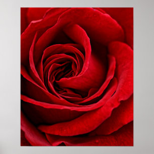 Póster Fim brilhante da rosa vermelha acima