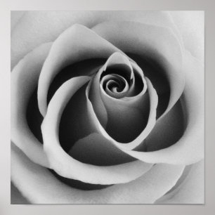 Poster Fim cor-de-rosa da flor acima da fotografia preto