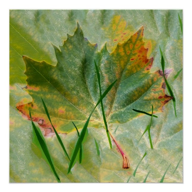 Póster Fim do outono (Frente)