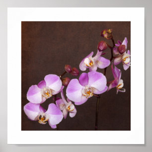 Póster Fim violeta e branco da orquídea acima da