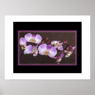 Póster Fim violeta e branco da orquídea acima da