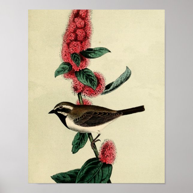 Poster Finca Trocada Preta (Frente)