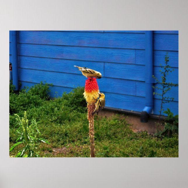 Poster Finch alimentando (Frente)