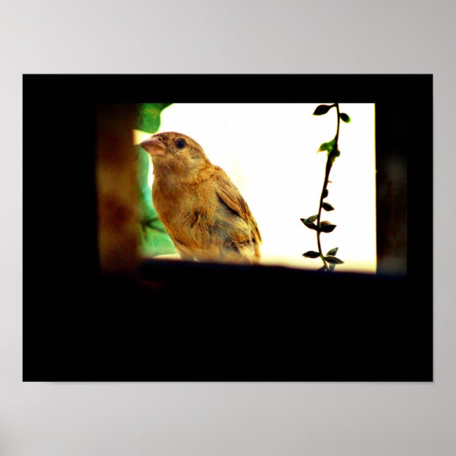 Poster Finch Beauty (Frente)