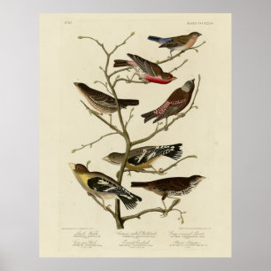 Poster Finch, Bunting, Grosbeak, Aves de Audubon da Améri