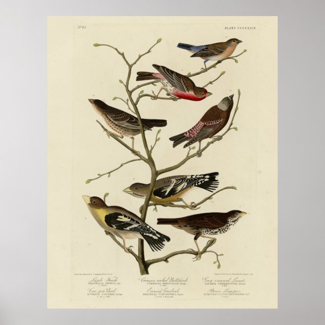 Poster Finch, Bunting, Grosbeak, Aves de Audubon da Améri (Frente)