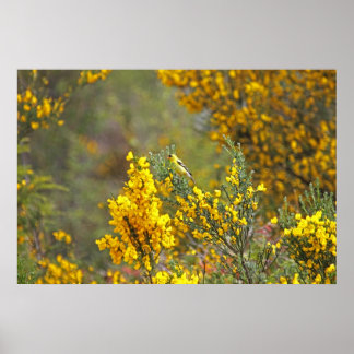 Poster Finch Dourada e Flores Amarelas