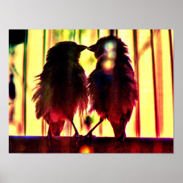 Poster Finch Love