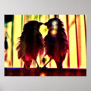 Poster Finch Love