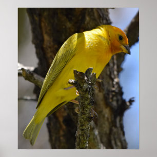 Poster Finch Saffron Amarela