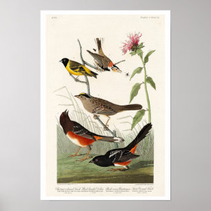 Poster Finch, Siskin, Bunting by Audubon