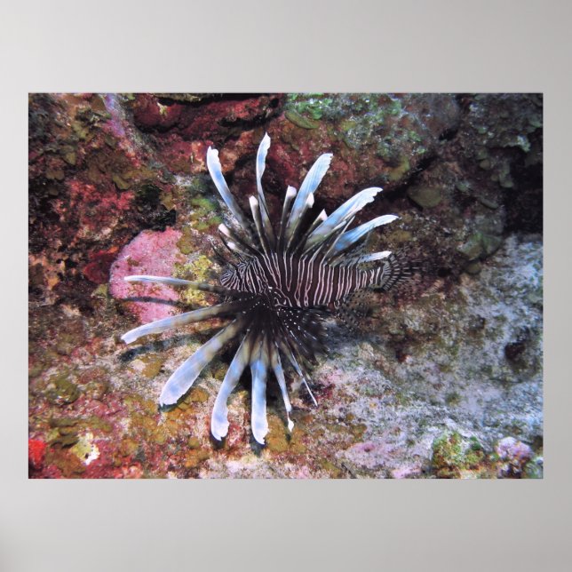 Poster Fins Rejeitados (Frente)