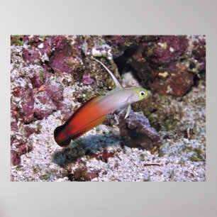 Poster Fire Dart Goby