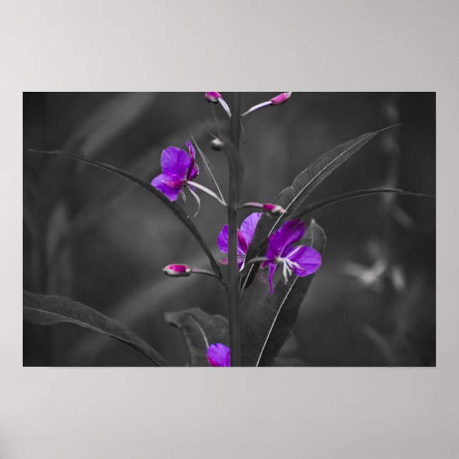 Poster Fire Weed Mugshot Print (Frente)
