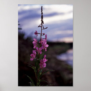Póster Fireweed